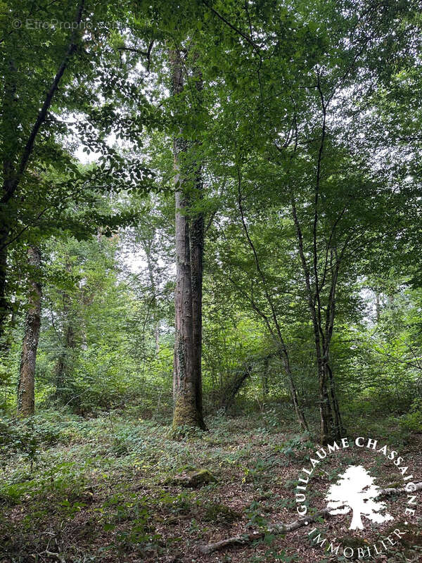 Terrain à SAINT-AMAND-MONTROND