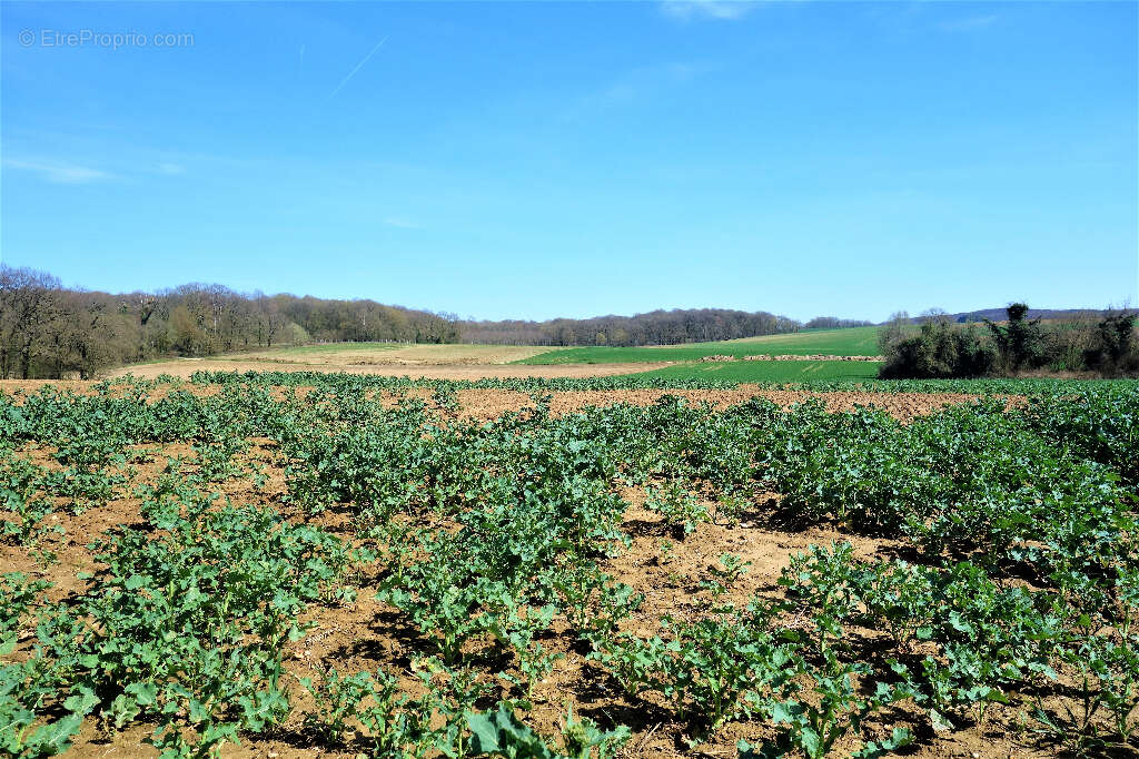 En vente : terrain constructible de 1516 m² - photo 2