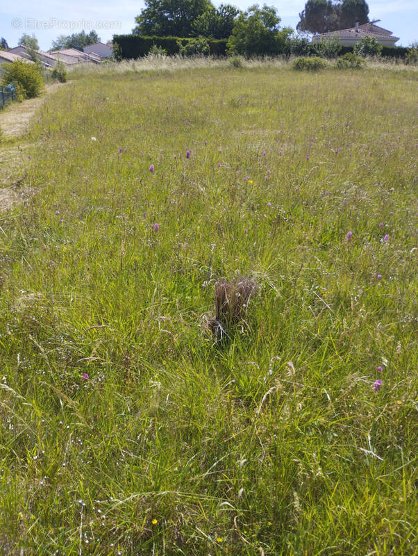 Terrain à NAILLOUX