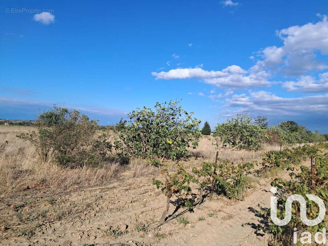 Photo 8 - Terrain à CANET