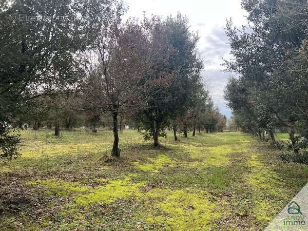Terrain à AUSSAC-VADALLE