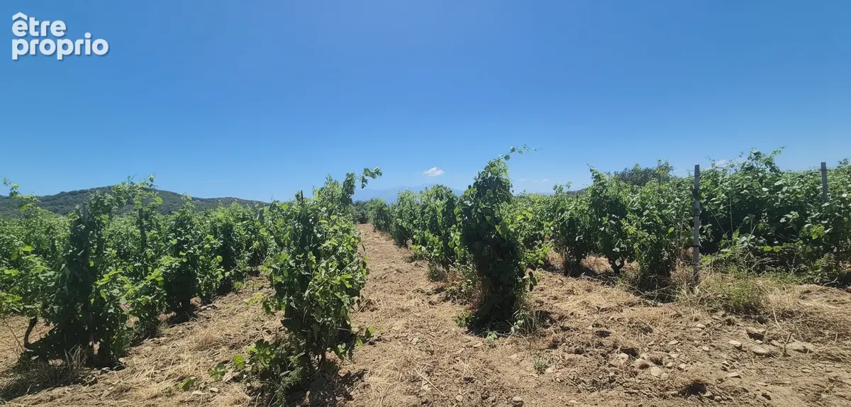 Domaine viticole - photo 3