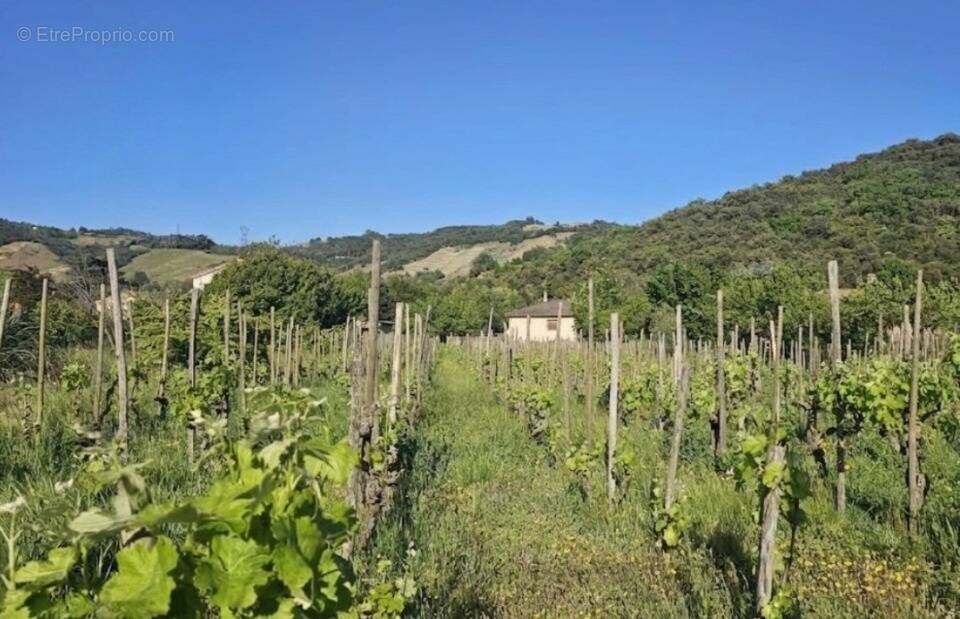 Photo Terrain à Cornas au prix de 109 000€