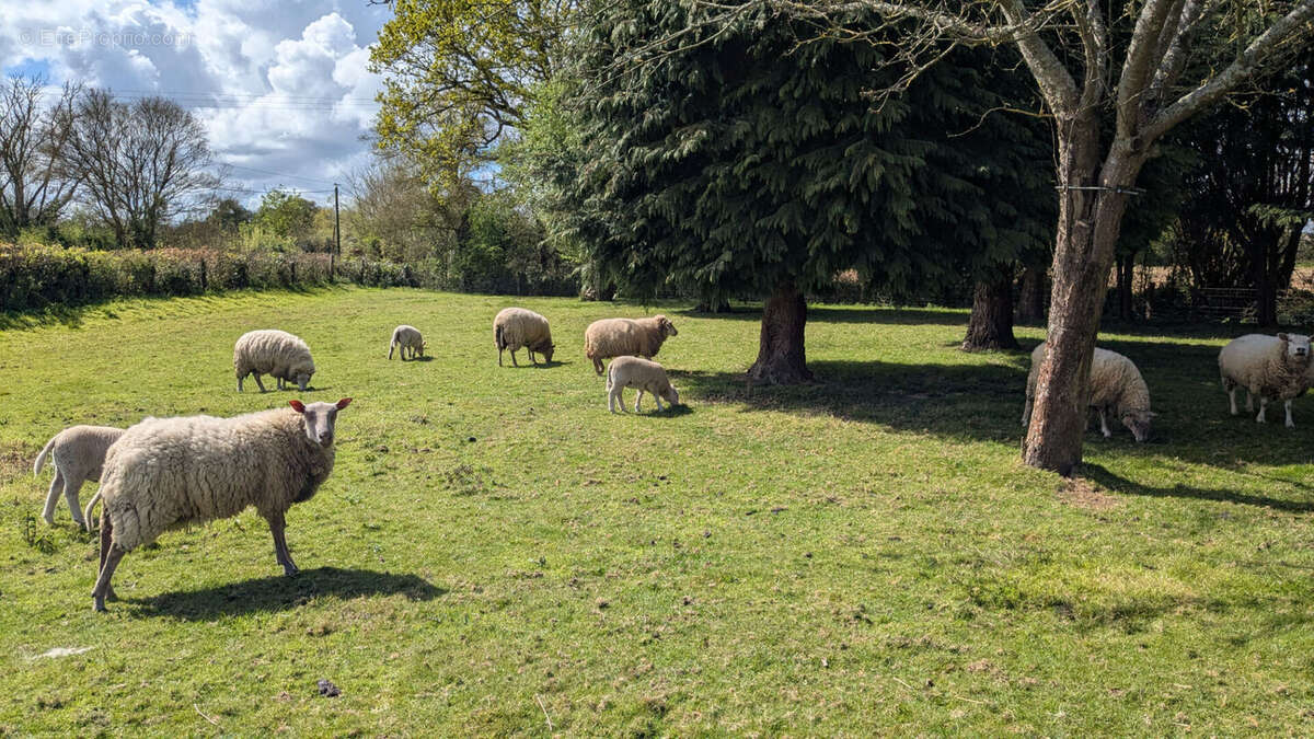 Maison à SAINT-FLOXEL