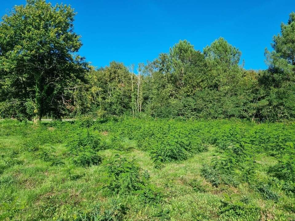 Terrain à SAINT-MEDARD-EN-JALLES
