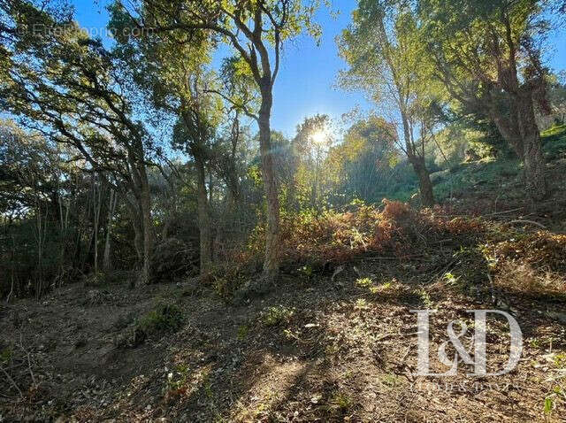 Terrain à SAN-MARTINO-DI-LOTA