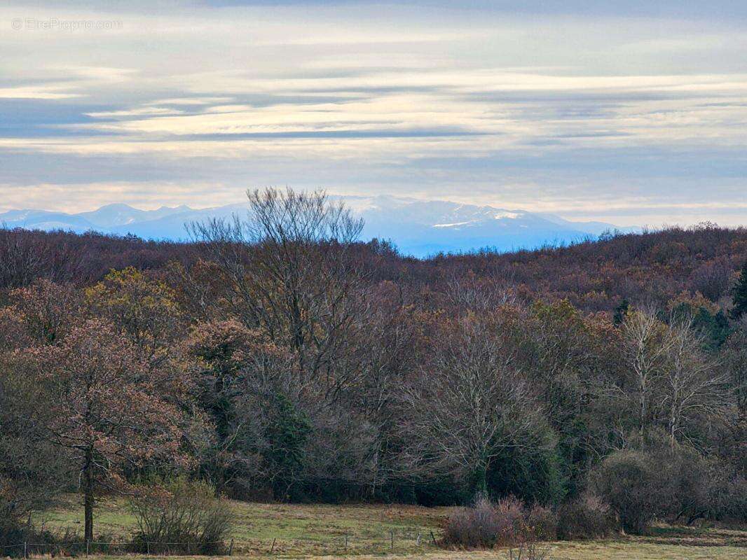 Propriété 5 pièces à vendre à LES MARTYS 20 hectares de nature préservée - photo 10