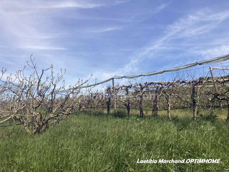 Terrain à MARQUIXANES