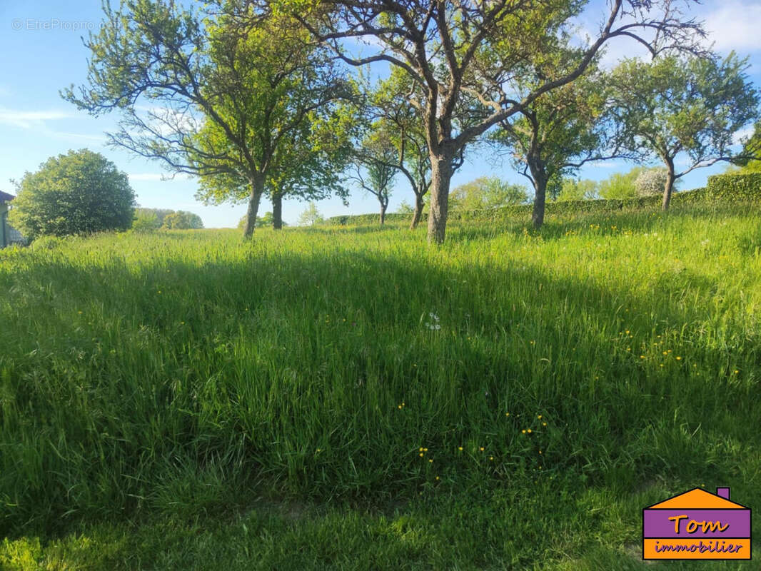 Terrain à VOLMUNSTER