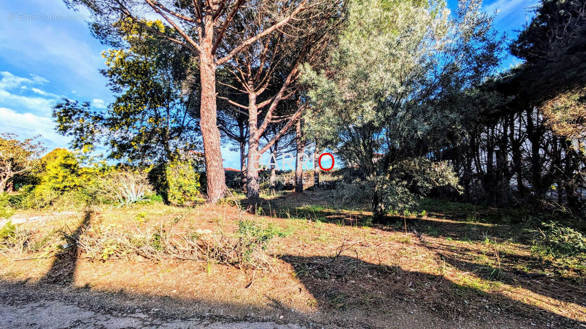 Terrain à LAROQUE-DES-ALBERES