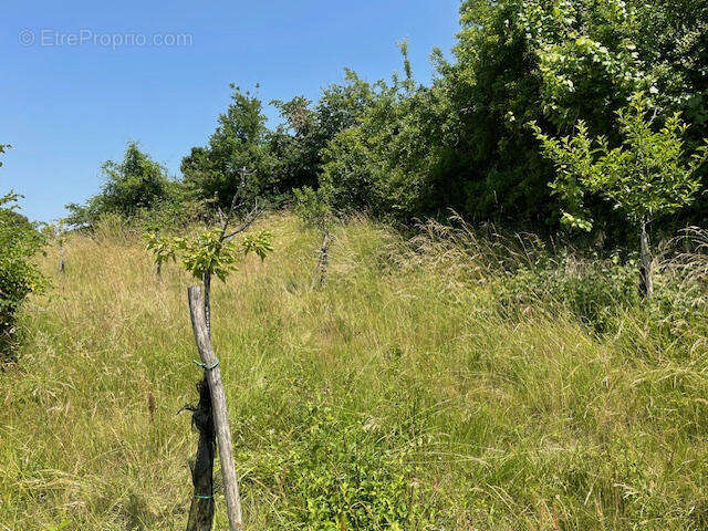 FRUITIERS - Maison à MONTMOREAU-SAINT-CYBARD