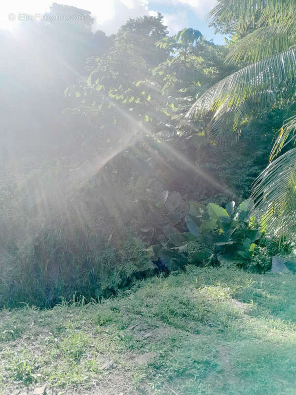 Terrain à SAINT-JOSEPH