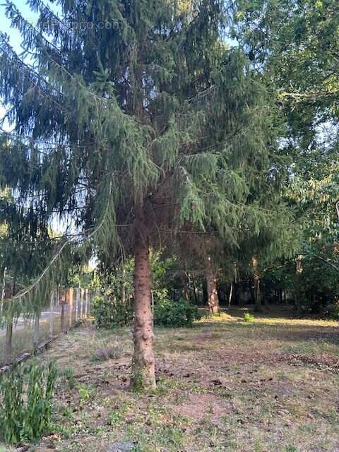 terrain ouest - Maison à VENSAC