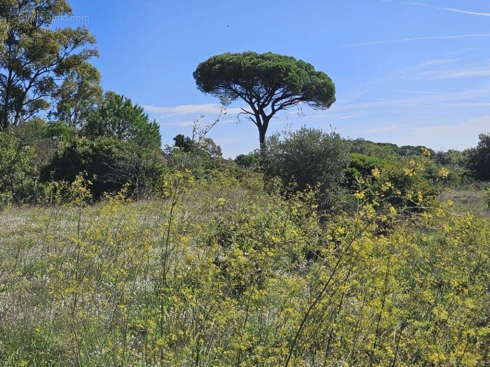 Terrain à PUGET-SUR-ARGENS