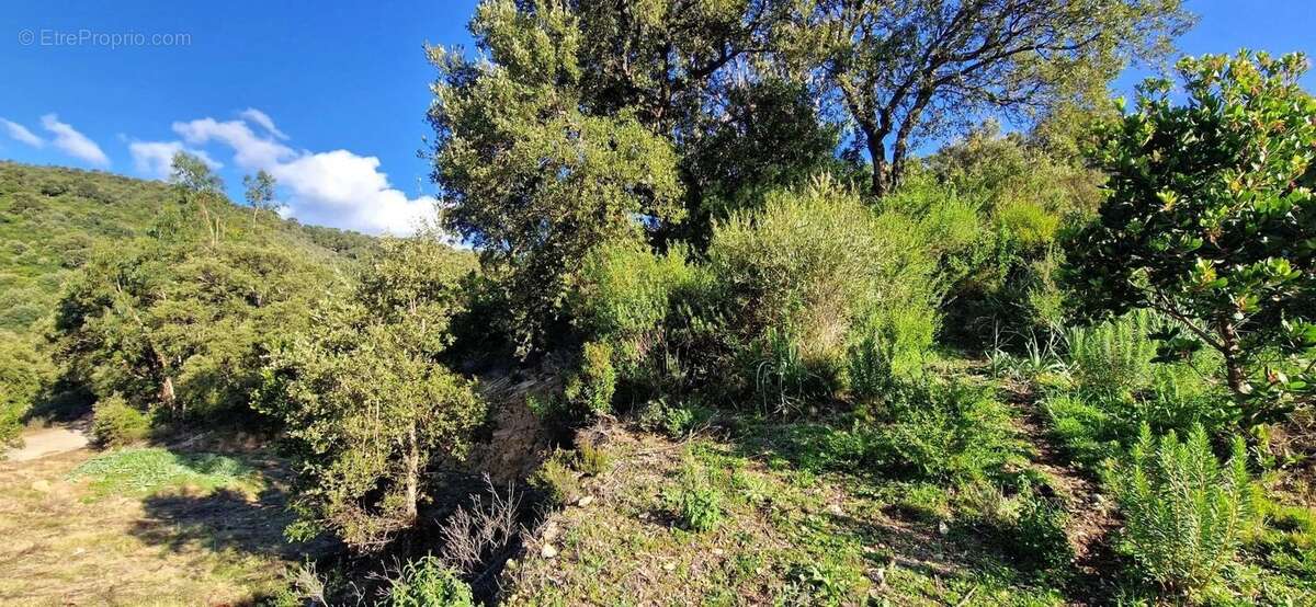 Terrain à SARROLA-CARCOPINO