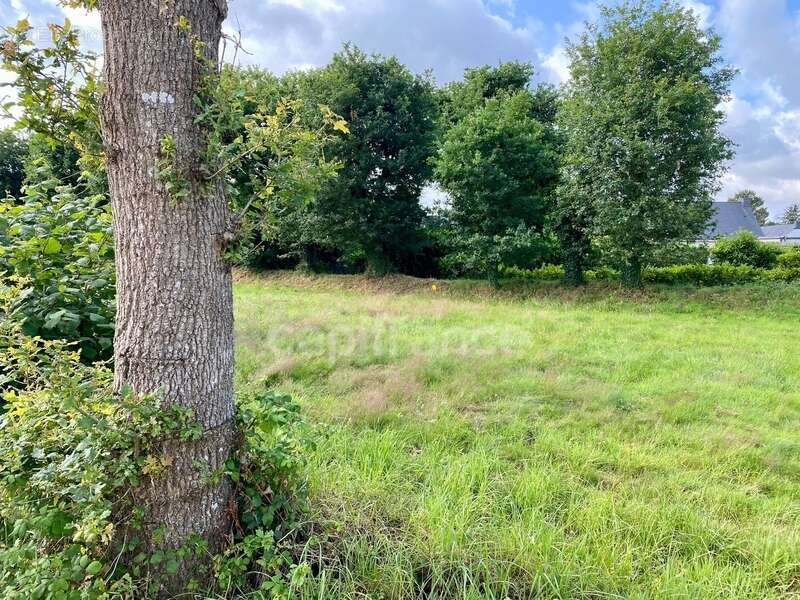 Terrain à LA TRINITE-SURZUR