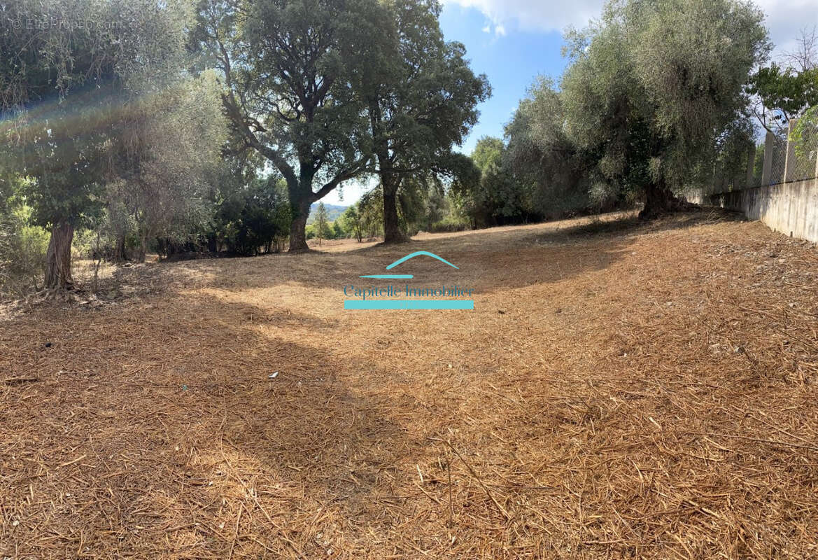 Terrain à CERVIONE