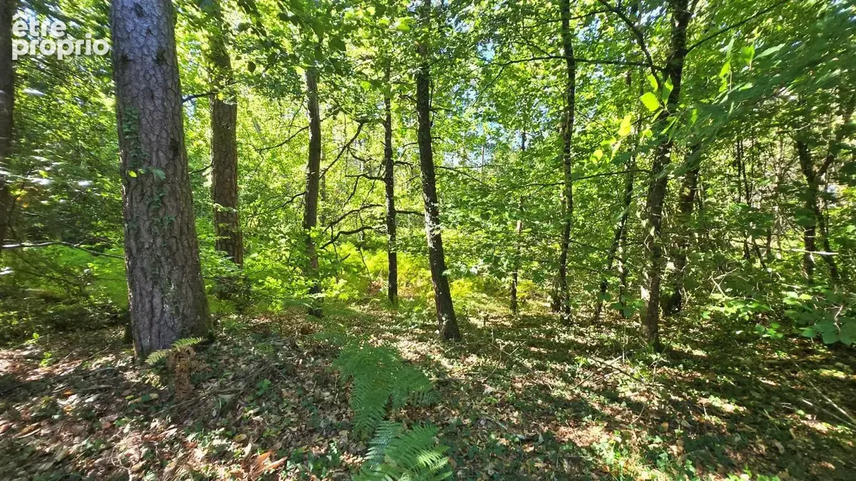 Terrain de loisir boisé 2.3Ha + Source - Proche Limoges - photo 7