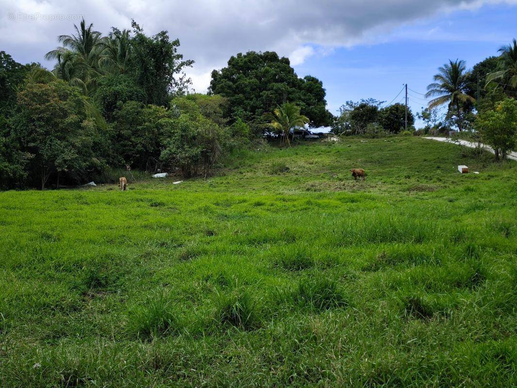 Terrain à SAINTE-ANNE