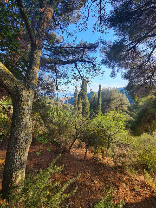 Terrain à MENTON