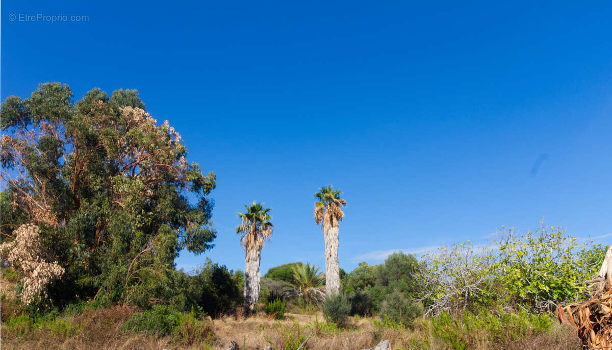 Terrain à PROPRIANO