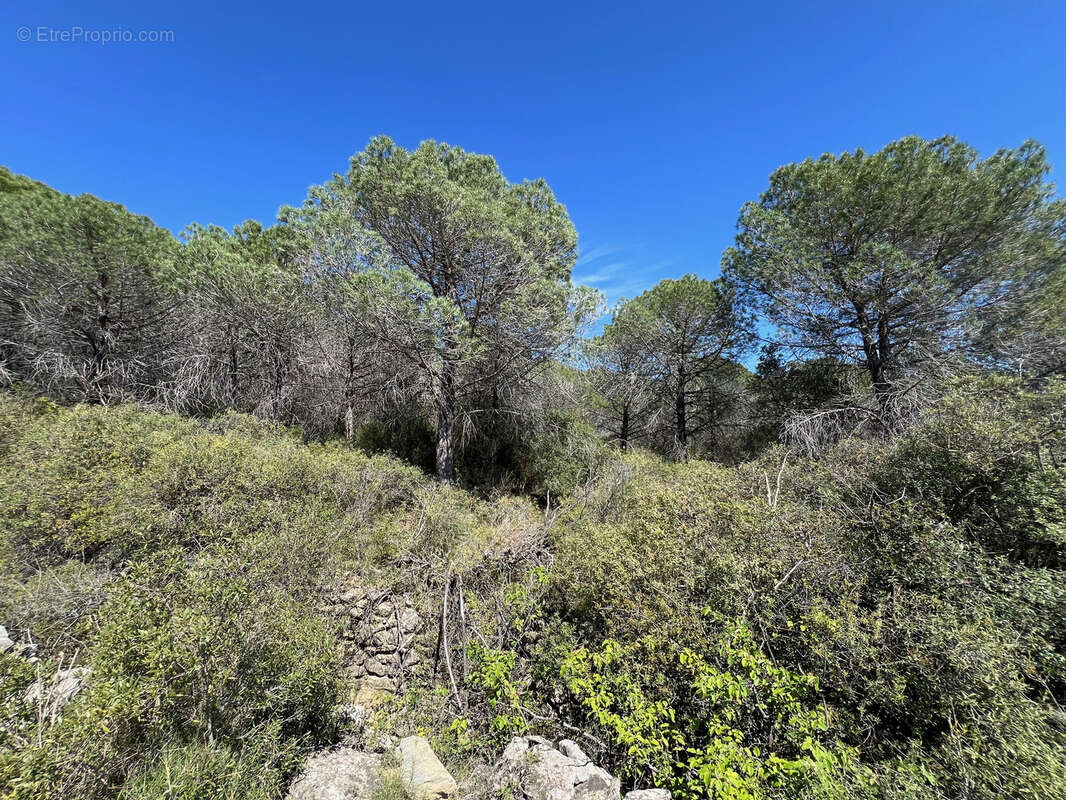 Terrain à LA LIVINIERE