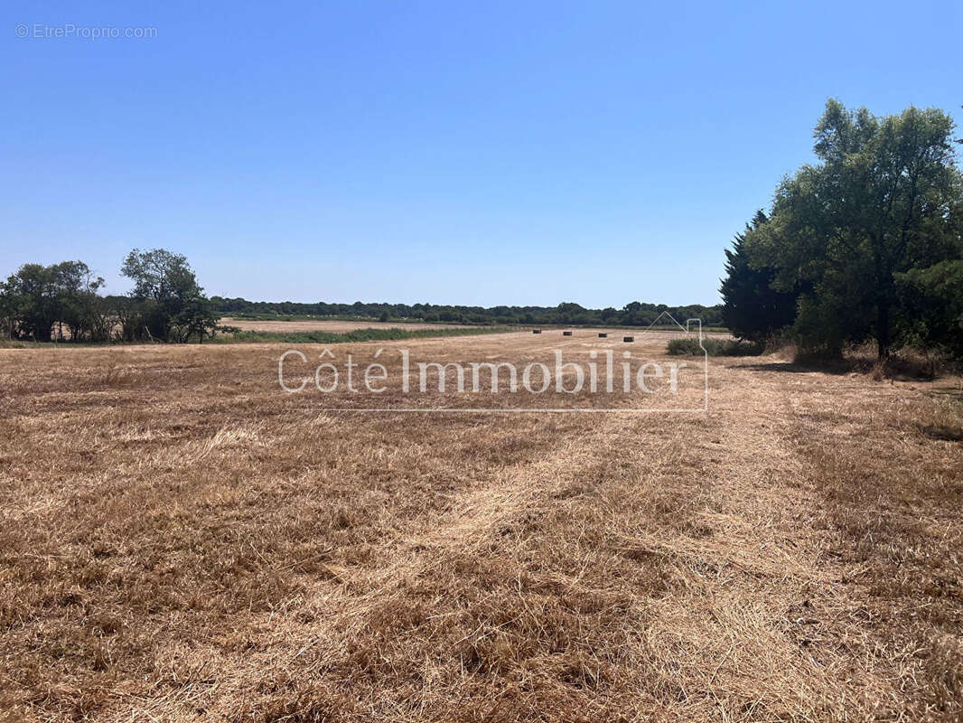 Chauve- campagne - photo 8