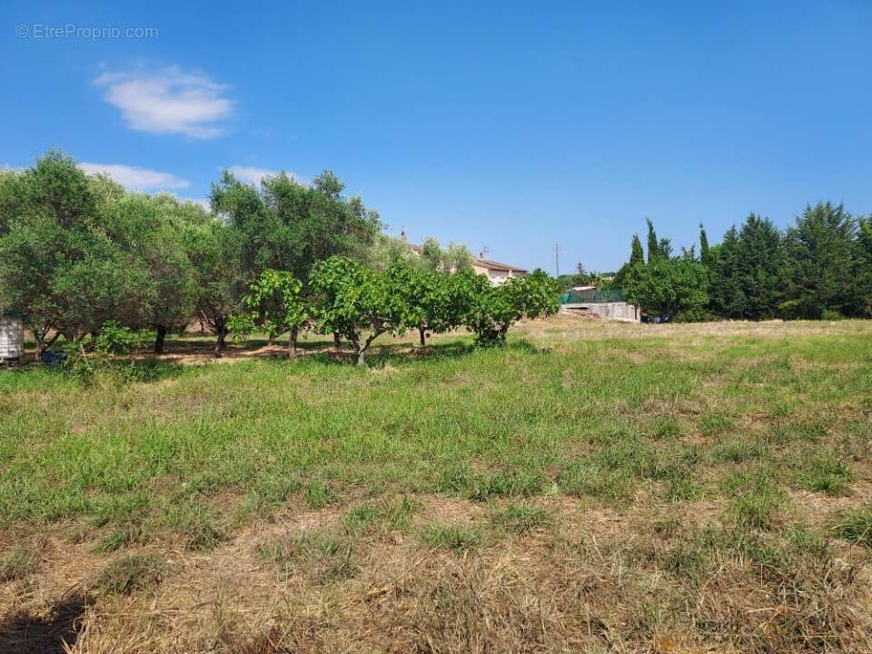 Terrain à PUGET-SUR-ARGENS