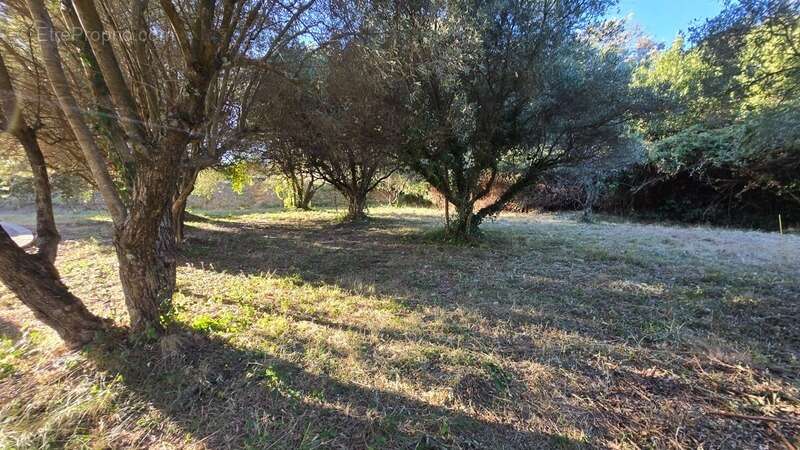 Terrain à vendre - viabilisé - 401 m2 - Castries (34) - photo 4
