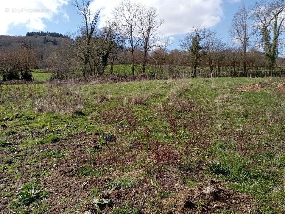 Terrain à FERRIERES-SUR-SICHON