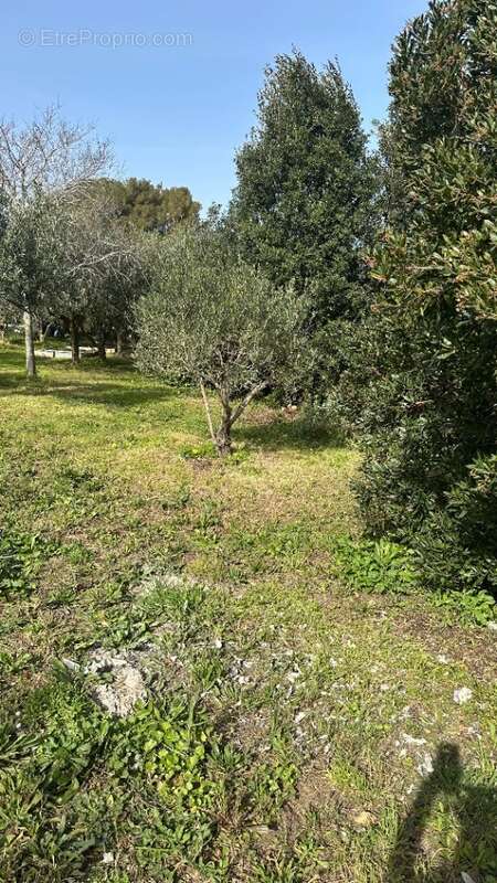 Terrain 1241 m² à Hyeres  - photo 4