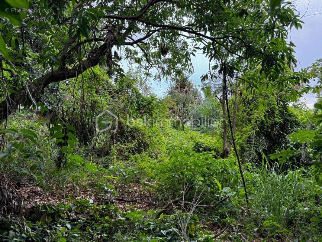 Terrain à SAINT-LEU