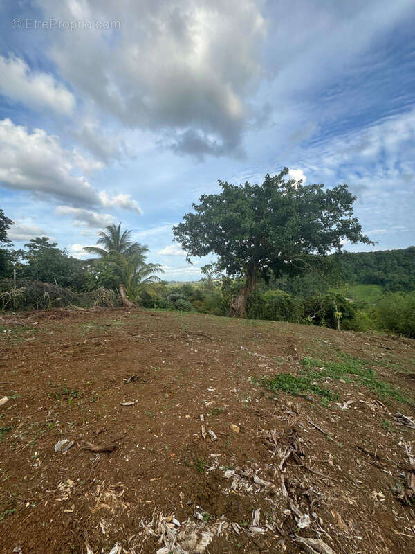 Terrain à PETIT-BOURG