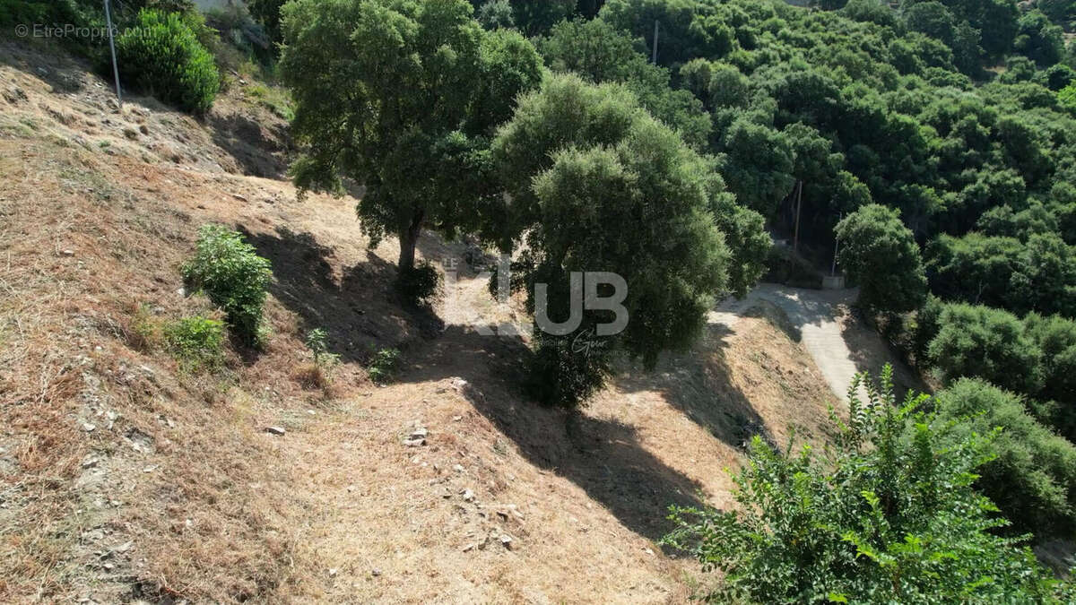 Terrain Constructible-1550 m2-Poggio D Oletta (Nebbio)vue dégagée - photo 14