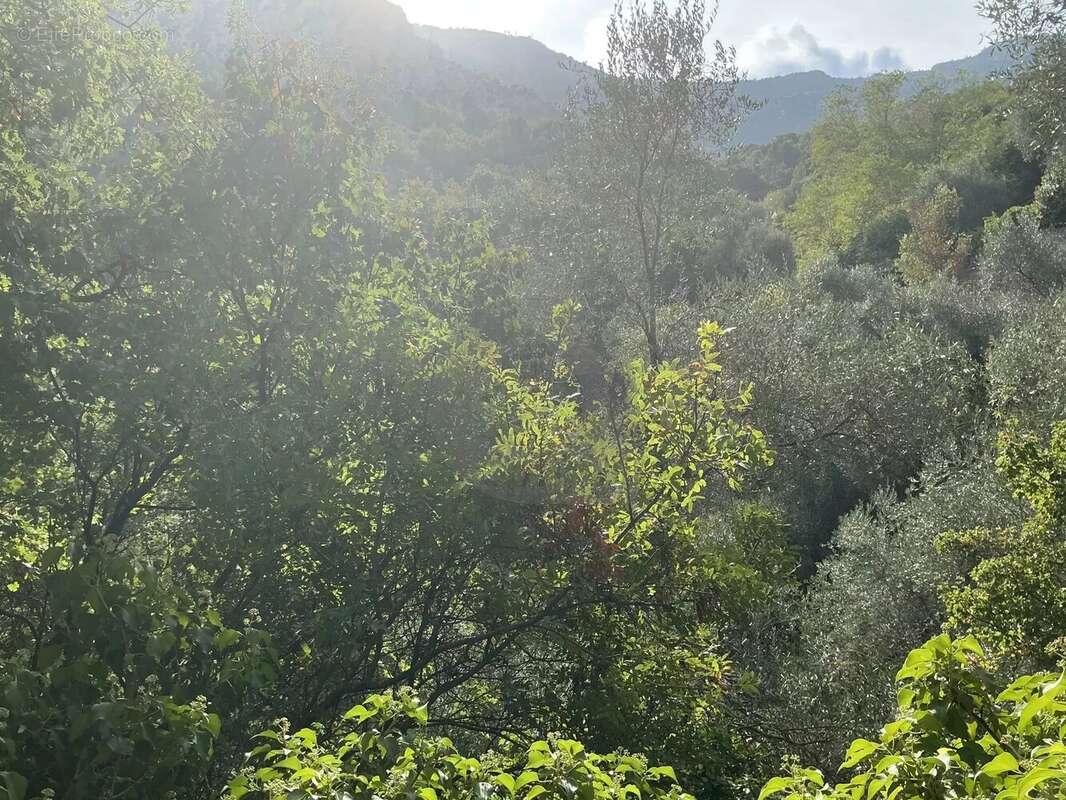 Terrain à GORBIO