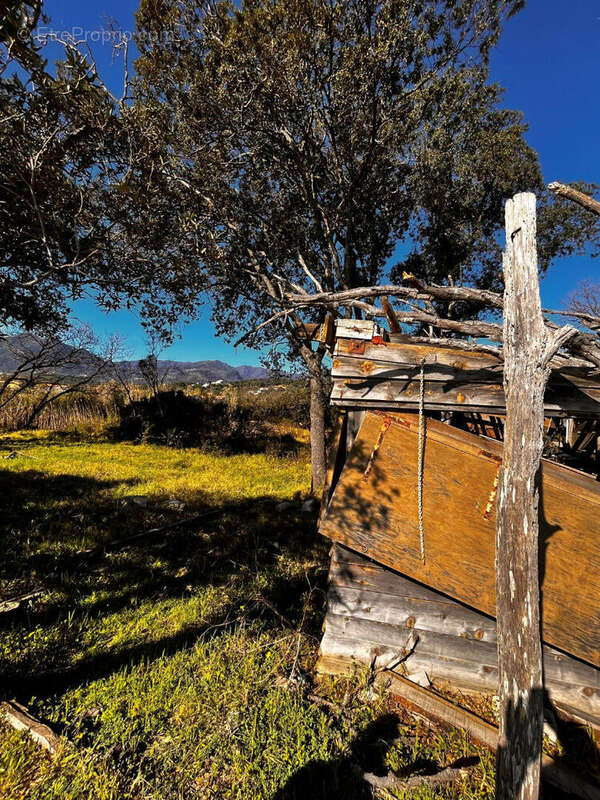 Terrain à POGGIO-MEZZANA