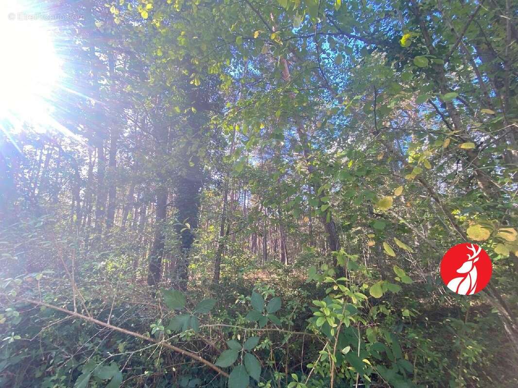 Terrain à ARBONNE-LA-FORET