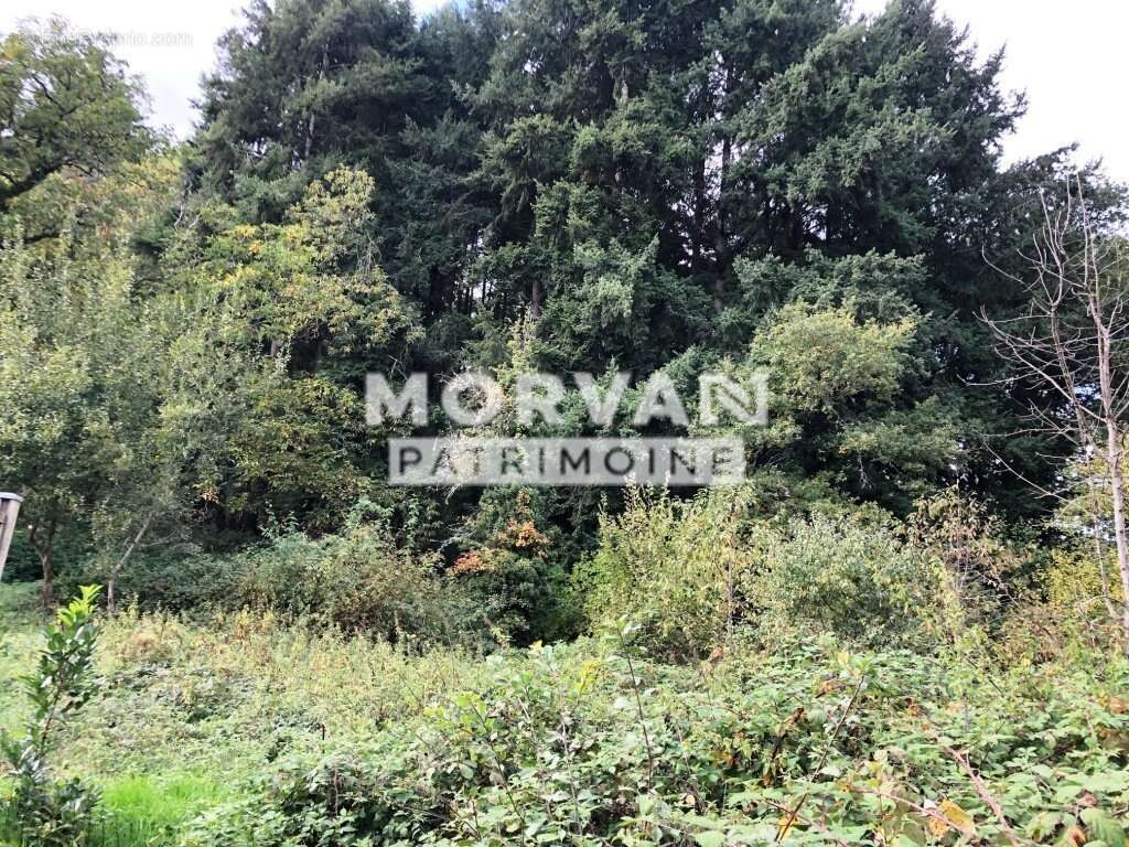 Terrain à SAINT-SAULGE