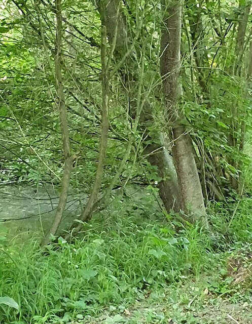 Terrain à FLIXECOURT