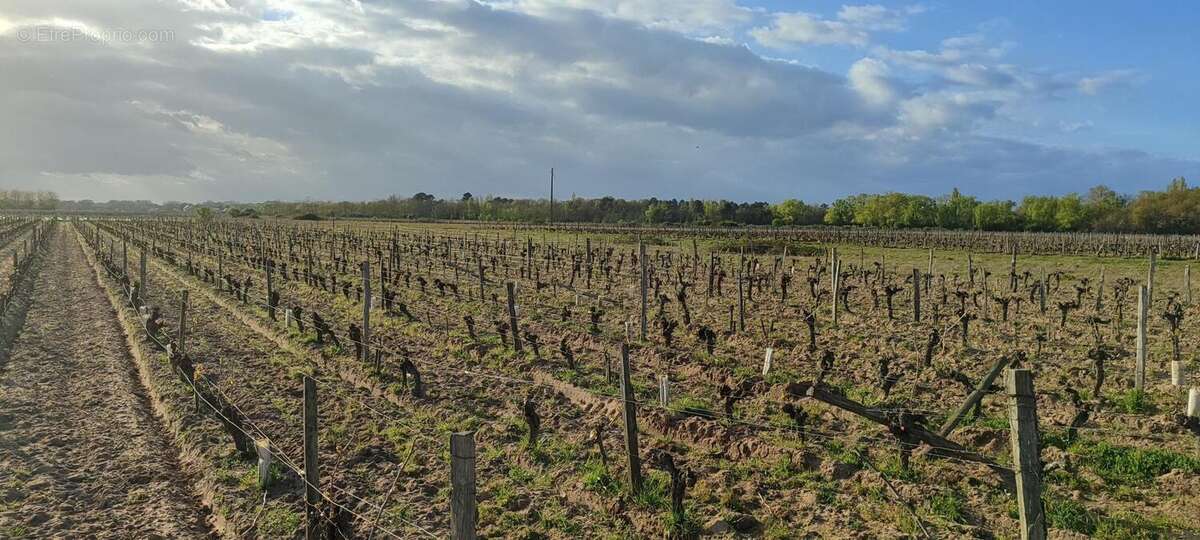 Photo 3 - Terrain à SAVIGNY-EN-VERON