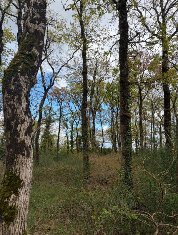 Terrain à SALLERTAINE