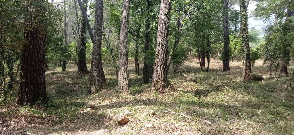Terrain de 7000m² avec cabanon et 1100m² de - photo 8
