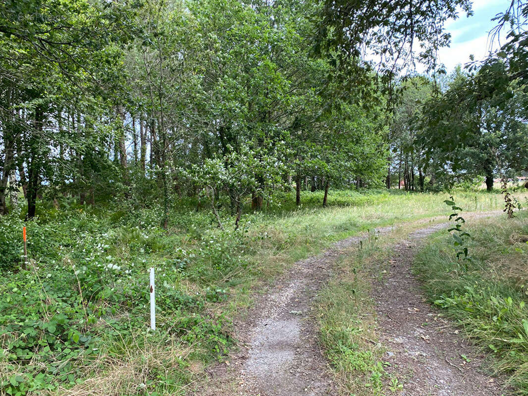 Terrain à RION-DES-LANDES
