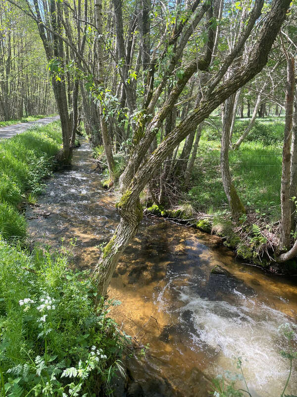  Maison de 310 m² avec gîte – 5 588 m² de terrain – Fraîcheur naturelle et revenus locatifs – Grandrif (63) - photo 29