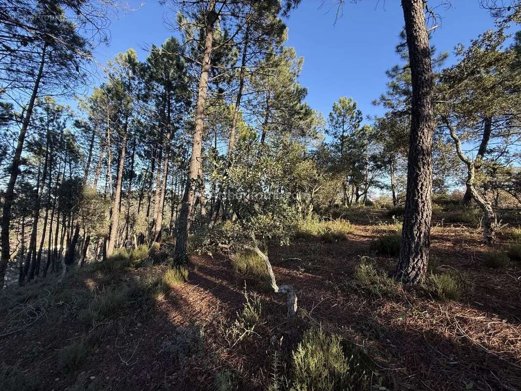 Vente Terrain Vidauban(83550) 130 000ï¿œ - photo 4