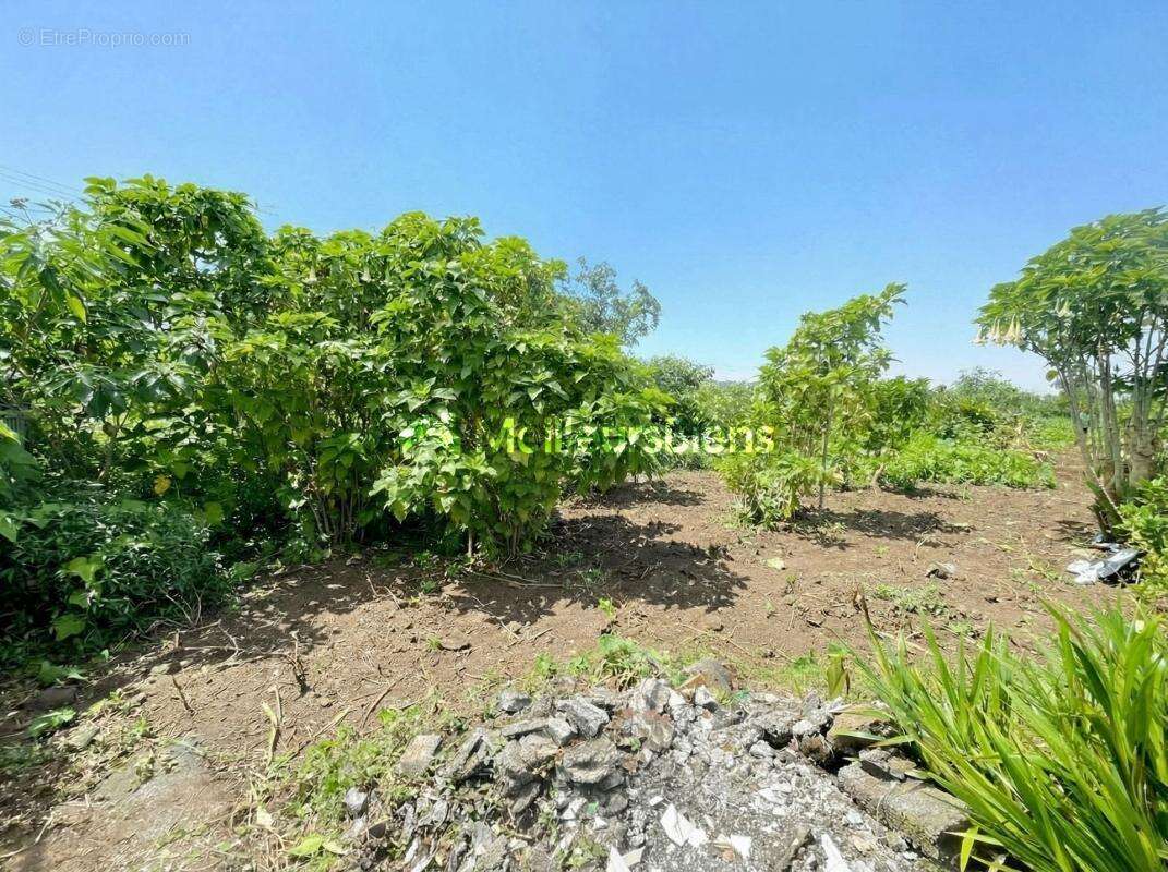 Terrain à SAINT-JOSEPH