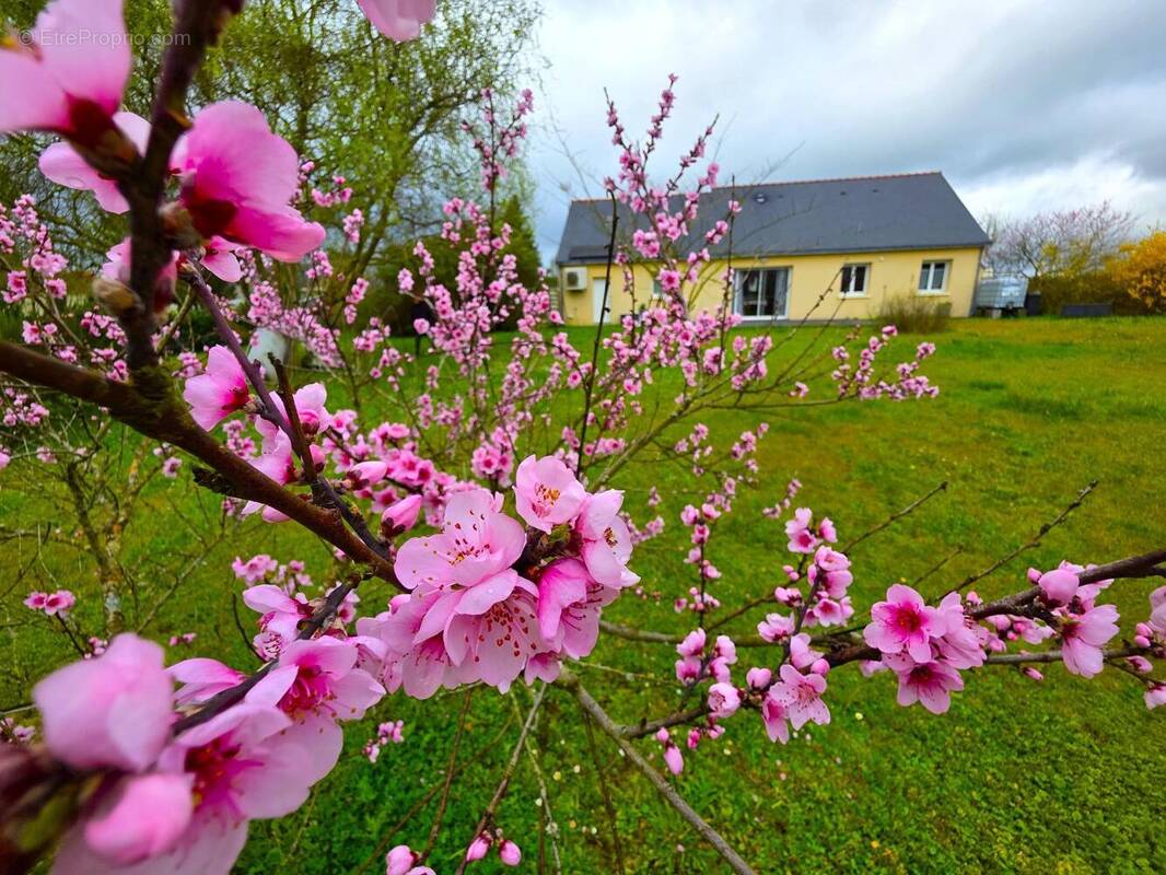 Photo 1 - Maison à BAUGE