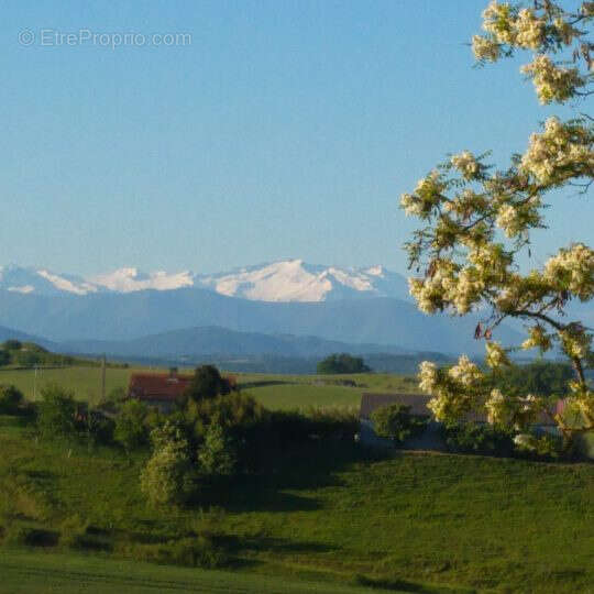 Maison à MONTESQUIEU-VOLVESTRE
