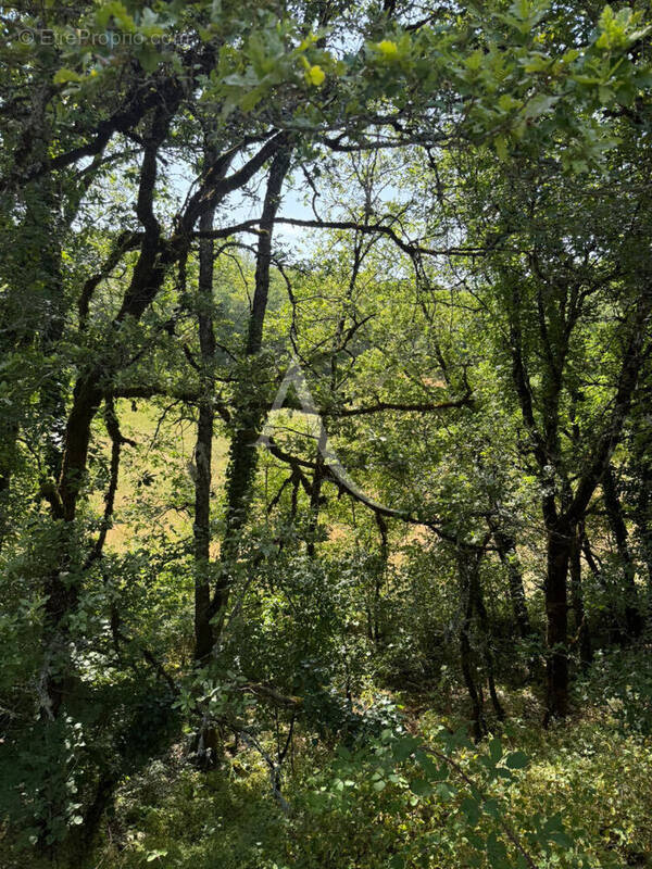 Terrain à LABASTIDE-DU-VERT