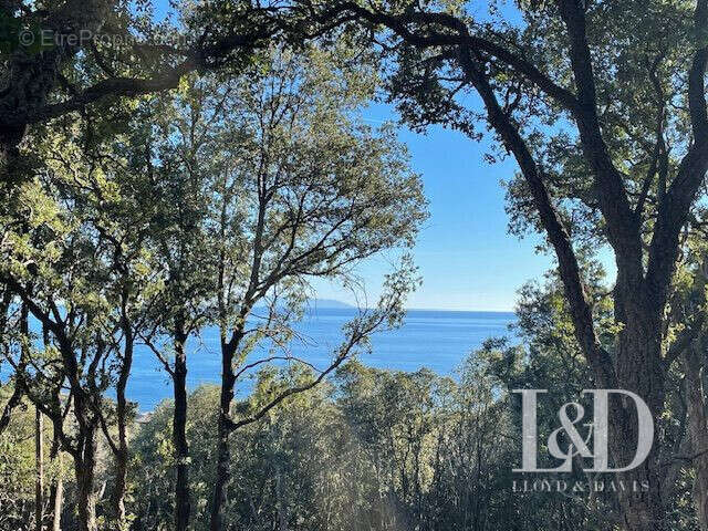 Terrain à SAN-MARTINO-DI-LOTA